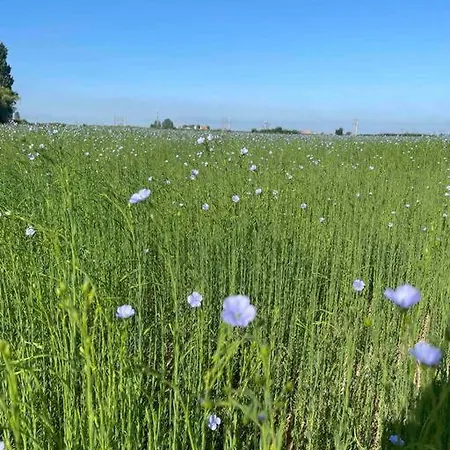 Hébergement de vacances La Maison De Solange Esquelbecq
